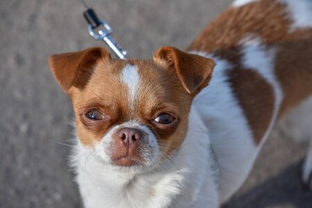 Cute puppy sitting on the street. A small dog posing. Portrait of a Chihuahua from a front view....