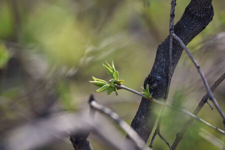 Buds on tree branches in March. Tree branch with buds background, spring. image spring tree branch...