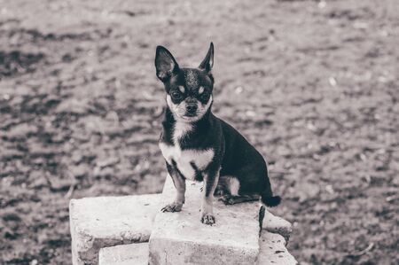 Pet dog walks on the street. Chihuahua dog for a walk. Chihuahua black, brown and white. Cute puppy...