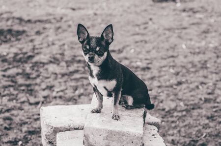Pet dog walks on the street. Chihuahua dog for a walk. Chihuahua black, brown and white. Cute puppy on a walk. Dog in the garden or in the park Well groomed dog Chihuahua mini smooth hairedの写真素材