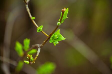 Buds on tree branches in March. Tree branch with buds background, spring. image spring tree branch...