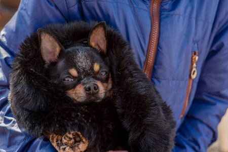 Little girl with a chihuahua puppy at sunset. A puppy in the hands of a girl. Girl holding chihuahua. Girl with her pet in her arms. Chihuahua in black, brown and white. Children love their animalsの写真素材