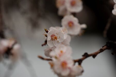 Spring flowering of cherry tree against the sky close-up. Trees bloom in spring. Spring soon. Spring again. The trees are blooming. Sunny warm day. Backgroundの写真素材