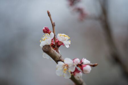 Spring flowering of cherry tree against the sky close-up. Trees bloom in spring. Spring soon. Spring again. The trees are blooming. Sunny warm day. Backgroundの写真素材