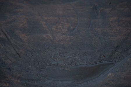 bark of tree texture. Wood bark texture. Part of a tree in daylight. The invoice for designers. Tree...