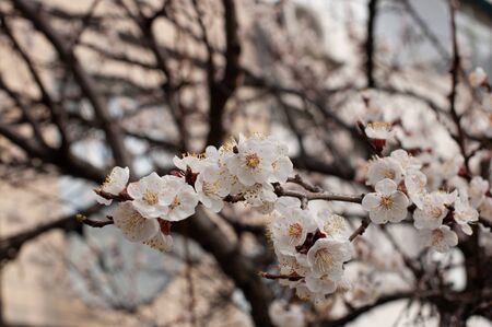 Spring flowering of cherry tree. Trees bloom in spring. Spring soon. Spring again. The trees are blooming. Backgroundの写真素材