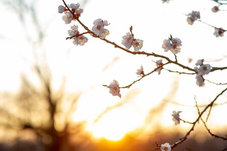 Spring flowering of cherry tree. Trees bloom in spring. Spring soon. Spring again. The trees are blooming. Backgroundの写真素材