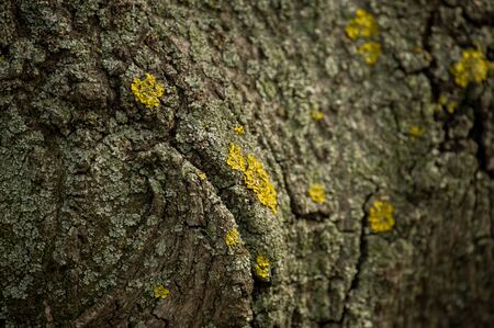 Old tree bark. wood texture background surface with natural pattern. Old Wood Tree Bark Texture...