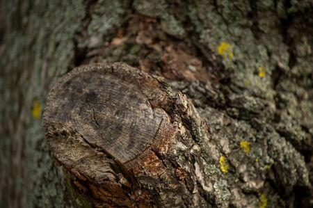 Old tree bark. wood texture background surface with natural pattern. Old Wood Tree Bark Texture...