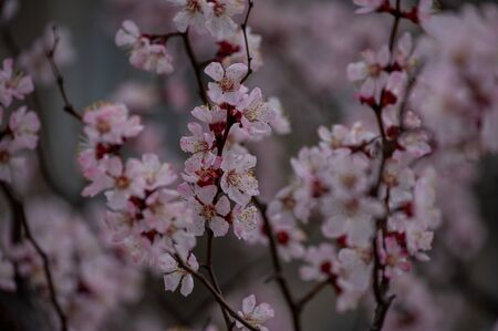 Trees bloom in spring. Spring soon. Spring again. The trees are blooming. Backgroundの写真素材