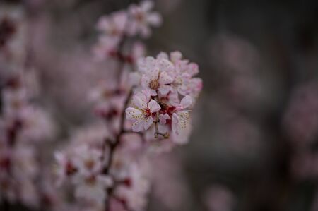Trees bloom in spring. Spring soon. Spring again. The trees are blooming. Backgroundの写真素材