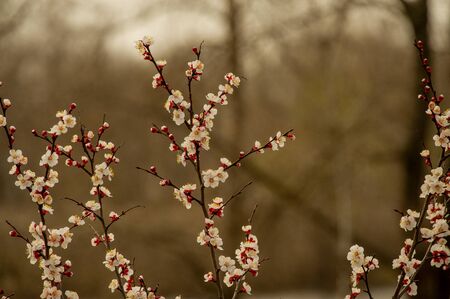 Spring flowering of cherry tree against the sky close-up. Trees bloom in spring. Spring soon. Spring again. The trees are blooming. Sunny warm day. Backgroundの写真素材