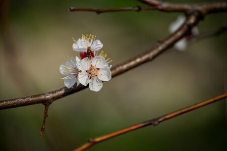 Spring flowering of cherry tree against the sky close-up. Trees bloom in spring. Spring soon. Spring again. The trees are blooming. Sunny warm day. Backgroundの写真素材