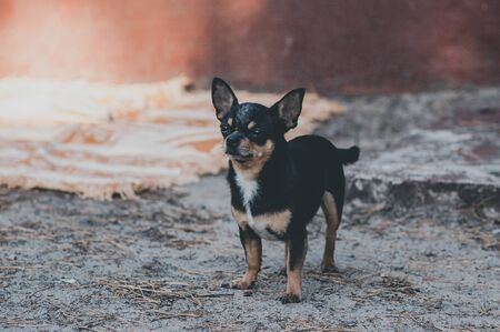 Pet dog walks on the street. Chihuahua dog for a walk. Chihuahua black, brown and white. Cute puppy on a walk. Dog in the garden or in the park Well groomed dog Chihuahua mini smooth hairedの写真素材