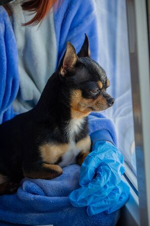 Girl with her chihuahua out the window because she cannot go outside. Lifestyle concept.Girl and dog coronavirus stay home. Girl 9 years old with a chihuahua dog during a viral infection. Corona virusの写真素材