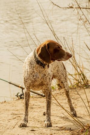 A very active dog. Deutsch Kurzhaar German Short-haired Pointing Dog. Kurzhaar is a slender and even...