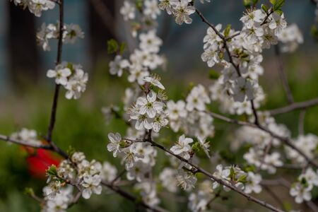 Spring flowering of cherry tree against the sky close-up. Trees bloom in spring. Spring soon. Spring...