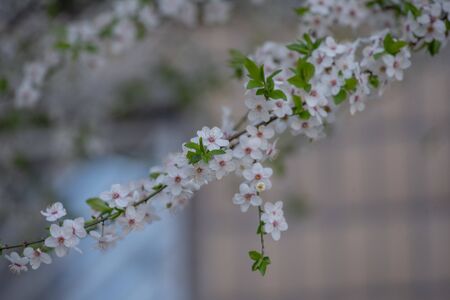 Spring flowering of cherry tree against the sky close-up. Trees bloom in spring. Spring soon. Spring...