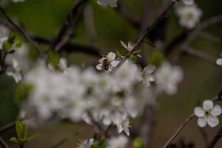 Spring flowering of cherry tree against the sky close-up. Trees bloom in spring. Spring soon. Spring...