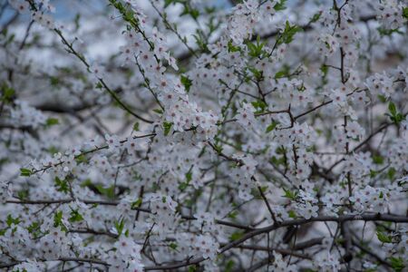 Spring flowering of cherry tree against the sky close-up. Trees bloom in spring. Spring soon. Spring again. The trees are blooming. Sunny warm day. Backgroundの写真素材
