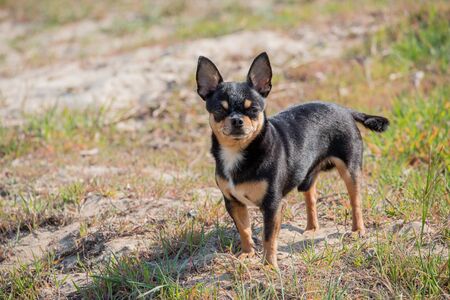 Pet dog walks on the street. Chihuahua dog for a walk. Chihuahua black, brown and white. Cute puppy on a walk. Dog in the garden or in the park Well groomed dog Chihuahua mini smooth hairedの写真素材