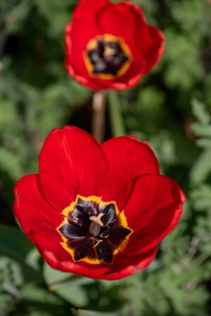Tulip flower with green leaf background in tulip field at winter or spring day for postcard beauty decoration and agriculture concept design. Tulips, spring. Nature in the spring. Flowers are bloomingの写真素材