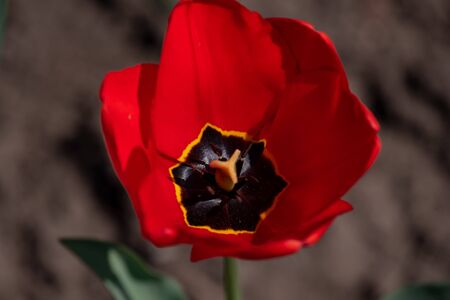 Tulip flower with green leaf background in tulip field at winter or spring day for postcard beauty decoration and agriculture concept design. Tulips, spring. Nature in the spring. Flowers are bloomingの写真素材