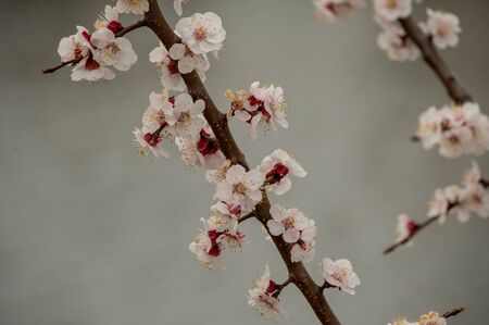 Spring flowering of cherry tree against the sky close-up. Trees bloom in spring. Spring soon. Spring again. The trees are blooming. Sunny warm day. Background.の写真素材