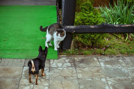 A white spotted street cat sits on a fence. Cat, walk, street, spring. Spring in cats. sunny...