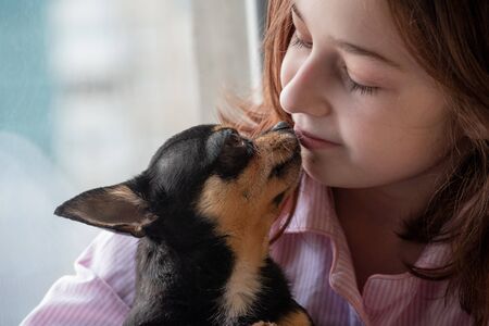 Girl and dog. Girl holding chihuahua. Girl with her pet in her arms. Chihuahua in black brown white color. Children love their animals. Girl and chihuahua. Children love their animals. Girl in pajamasの写真素材
