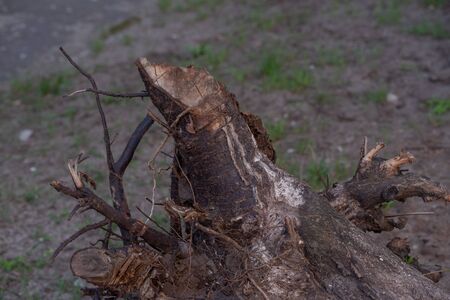 Fallen tree. Torn tree root. a torn tree with roots from under the ground lies on the ground in leaves. trees are getting brutally killed and torned apart trashing the roots, branches and stemsの写真素材