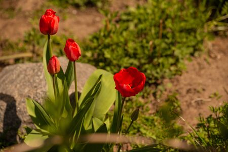 Bunch of beautiful spring flowers - colorful tulips. Tulips, spring. Nature in the spring. Flowers are blooming. Red Tulips, close up, and lit by sunshineの写真素材