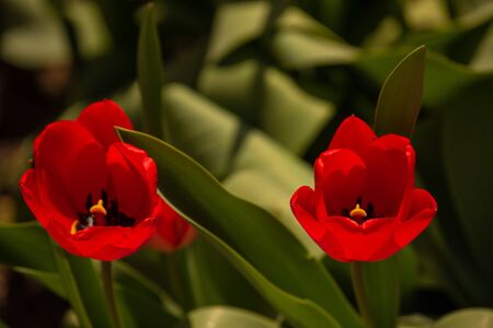 Bunch of beautiful spring flowers - colorful tulips. Tulips, spring. Nature in the spring. Flowers are blooming. Red Tulips, close up, and lit by sunshineの写真素材