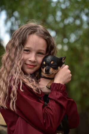 Little girl with a chihuahua. Girl holding chihuahua. Girl with her pet in her arms. Chihuahua in black brown white color. Children love their animals. Girl and chihuahua. Children love their animalsの写真素材