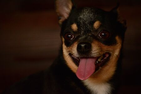 Small dog sitting on wooden chair. Chihuahua dog on a wooden background. Black-brown-white chihuahua on a wooden.の写真素材