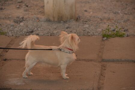 Chihuahua longhaired dog portrait. Beautiful white long-haired chihuahua breed dog walks in tall...