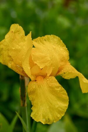 Yellow Iris flower blooming in iris garden. Yellow irises flowersの写真素材