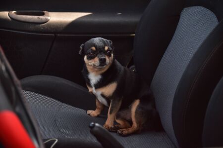 Dog in car. Funny chihuahua. Tiny dog on seat in car. Dog with big ears in a car waiting for owner. Black chihuahua dog in a car on a seat. Chihuahua is a pet of black-brown-white color.の写真素材