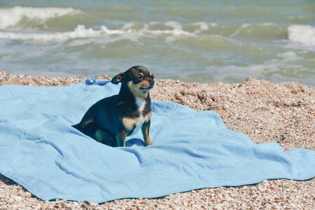 chihuahua dog resting on blue towel. Chihuahua on the beach on a towel. Dog and rest. Concept summer vacation beach sea.の写真素材