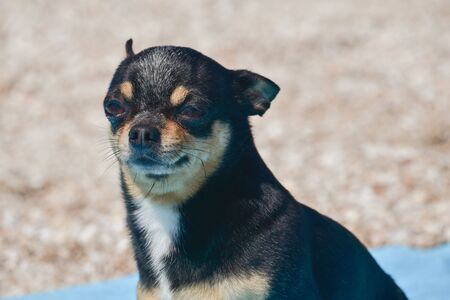 chihuahua dog resting on blue towel. Chihuahua on the beach on a towel. Dog and rest. Concept summer vacation beach sea.の写真素材