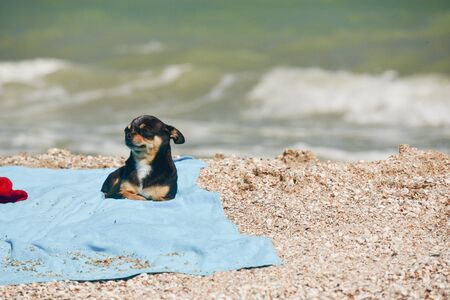 chihuahua dog resting on blue towel. Chihuahua on the beach on a towel. Dog and rest. Concept summer vacation beach sea.の写真素材