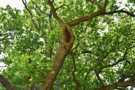 The trunk and branches of an old oak tree viewed from below. Crown of an old oak. Very old oak...