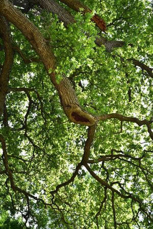 The trunk and branches of an old oak tree viewed from below. Crown of an old oak. Very old oak against the sky in the summer. Green leaves in the garden, park, rest areaの写真素材