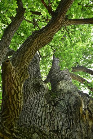 The trunk and branches of an old oak tree viewed from below. Crown of an old oak. Very old oak...