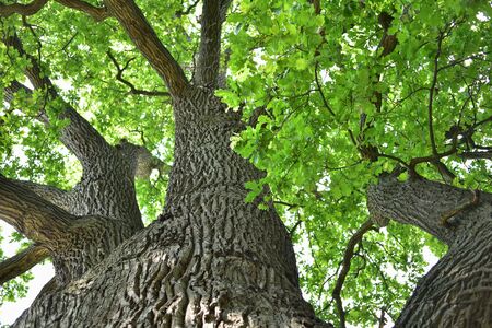 The trunk and branches of an old oak tree viewed from below. Crown of an old oak. Very old oak...