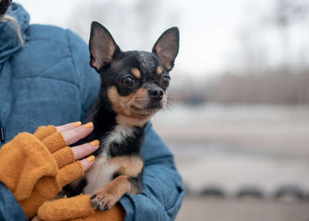Chihuahua in the hands of a woman. Girl stroking her pet. Black with brown chihuahuaの写真素材