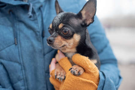 Chihuahua in the hands of a woman. Girl stroking her pet. Black with brown chihuahuaの写真素材