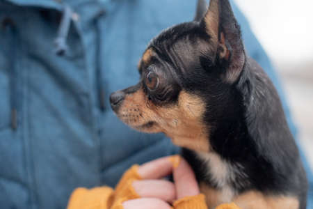 Chihuahua in the hands of a woman. Girl stroking her pet. Black with brown chihuahuaの写真素材