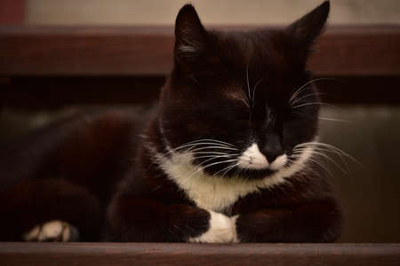 Cute black and white cat lies on the street near house. Black and white cat on the street near the...