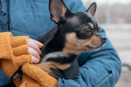 Chihuahua in the hands of a woman. Girl stroking her pet. Black with brown chihuahuaの写真素材